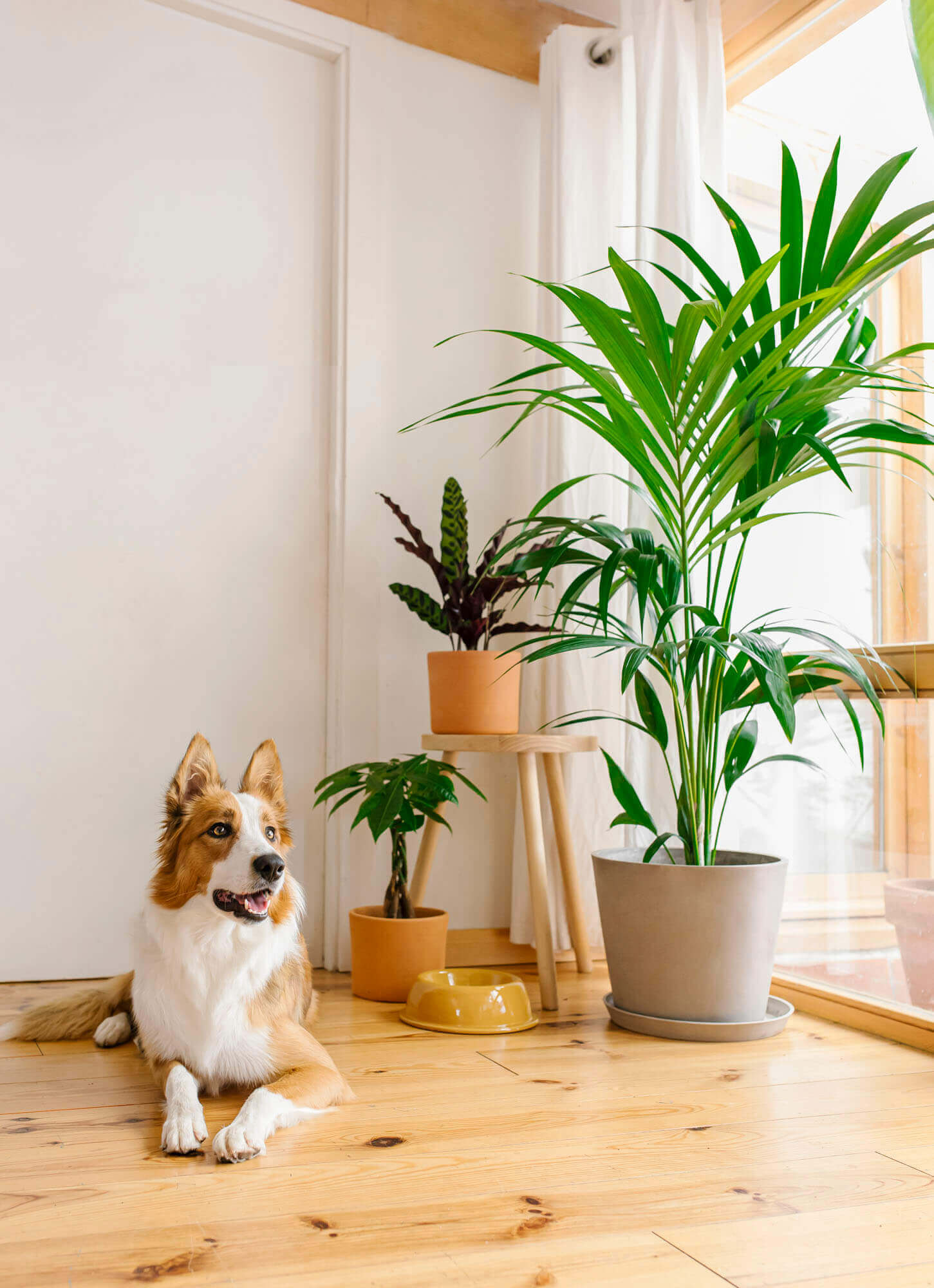 Plantas Pet-friendly