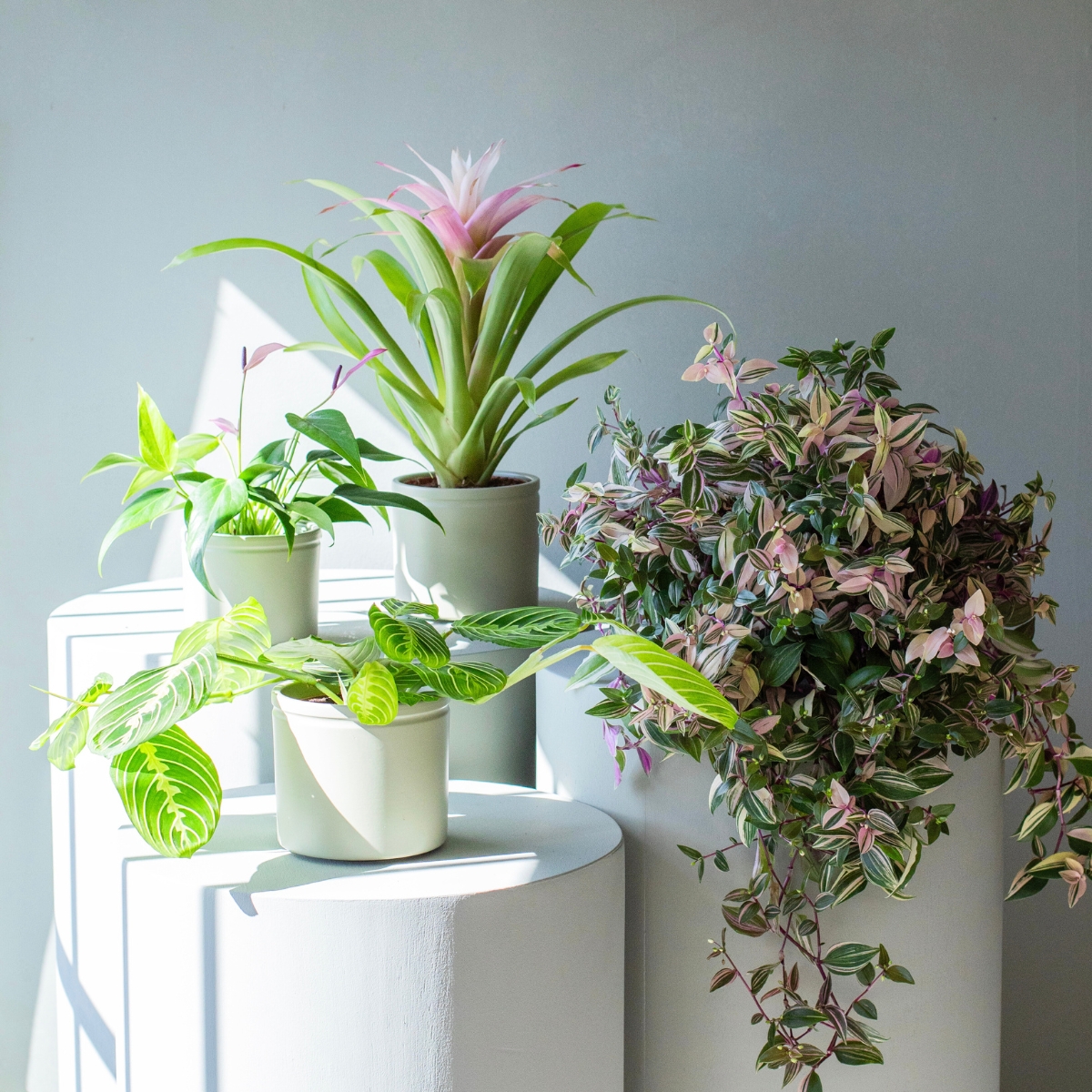 Plantas fáciles de cuidar