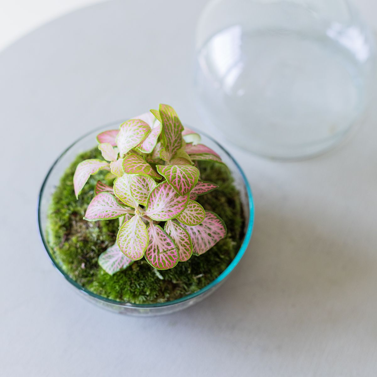 Jardín Eterno Garbí 