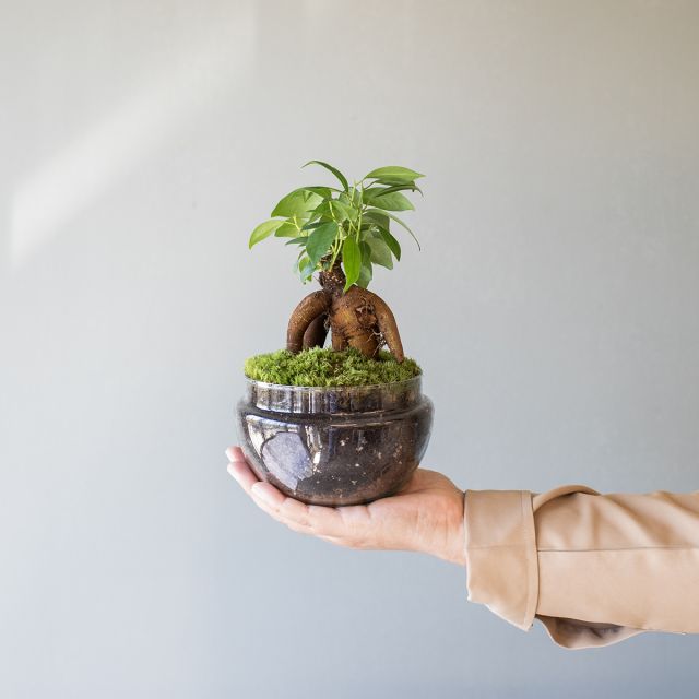 Jardín Eterno La Fosca