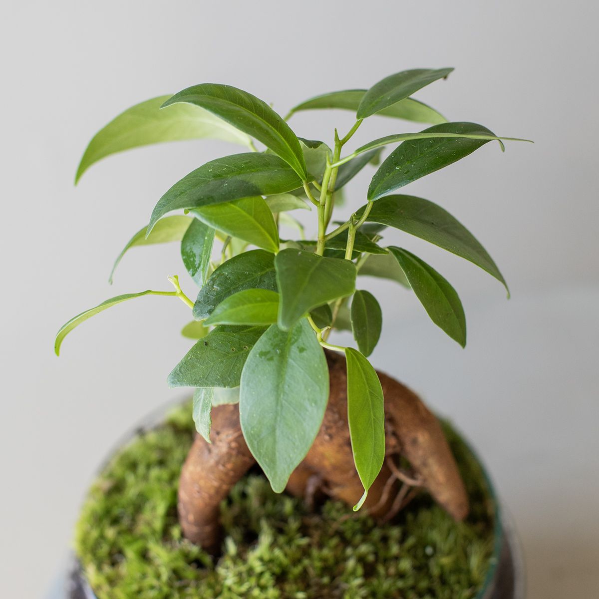 Jardín Eterno La Fosca