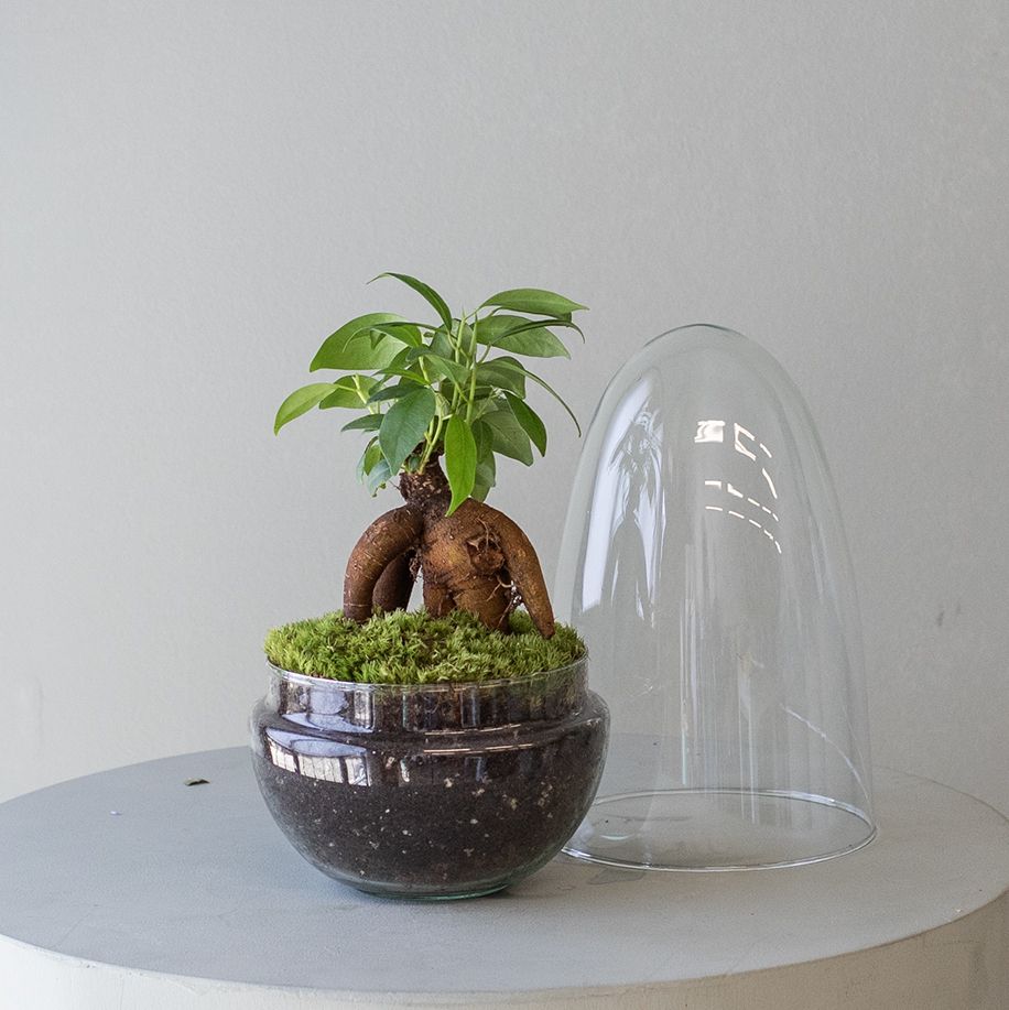 Jardín Eterno La Fosca