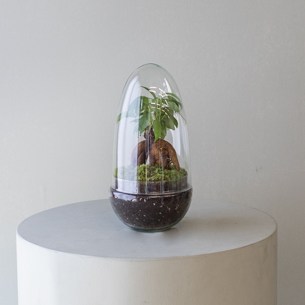 Jardín Eterno La Fosca