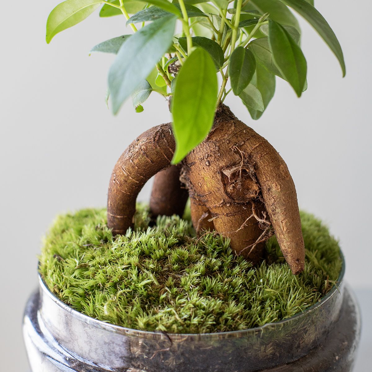 Jardín Eterno La Fosca