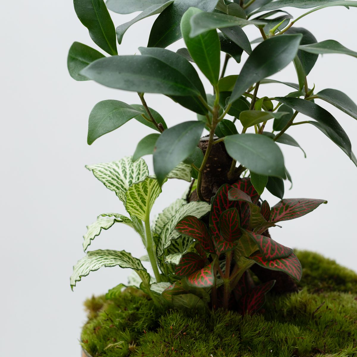 Jardín Eterno Púbol 