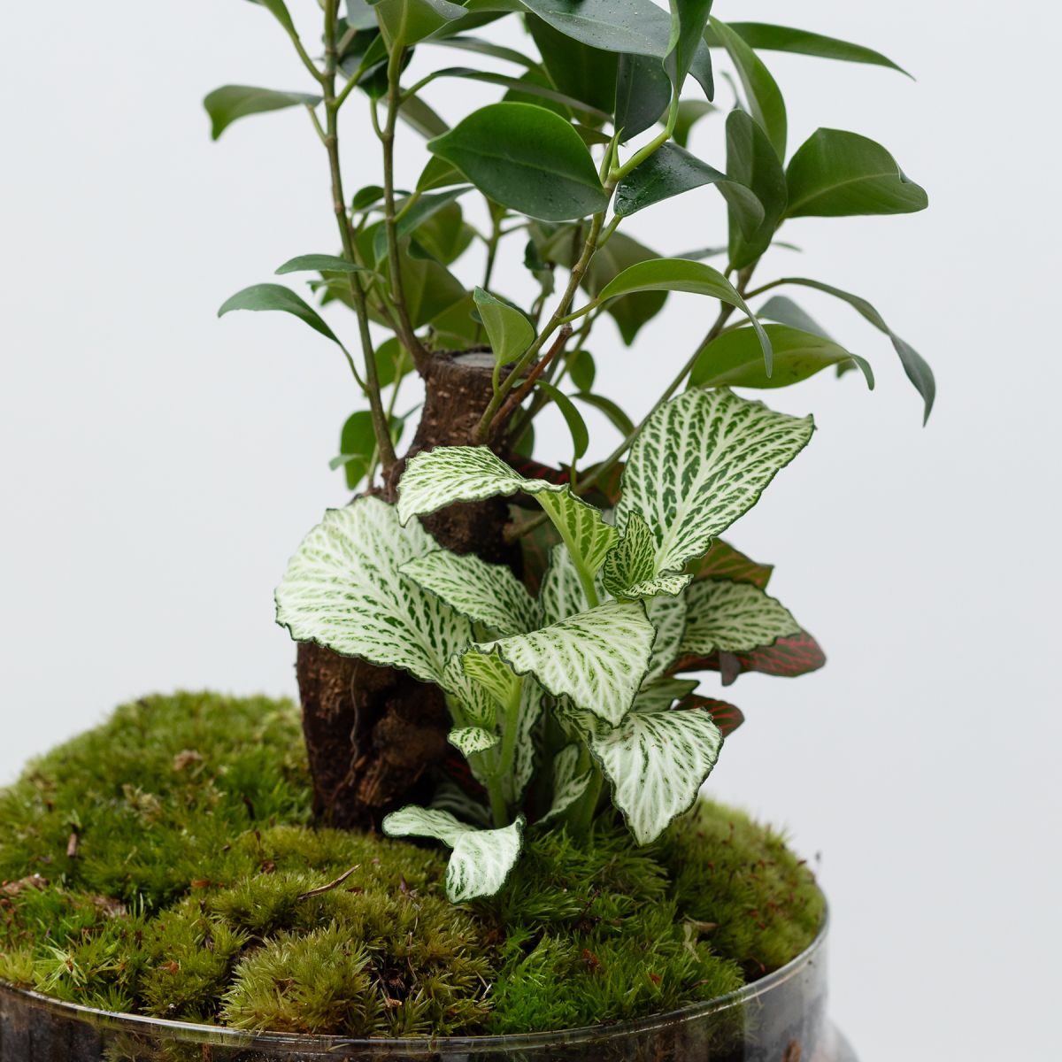 Jardín Eterno Púbol 