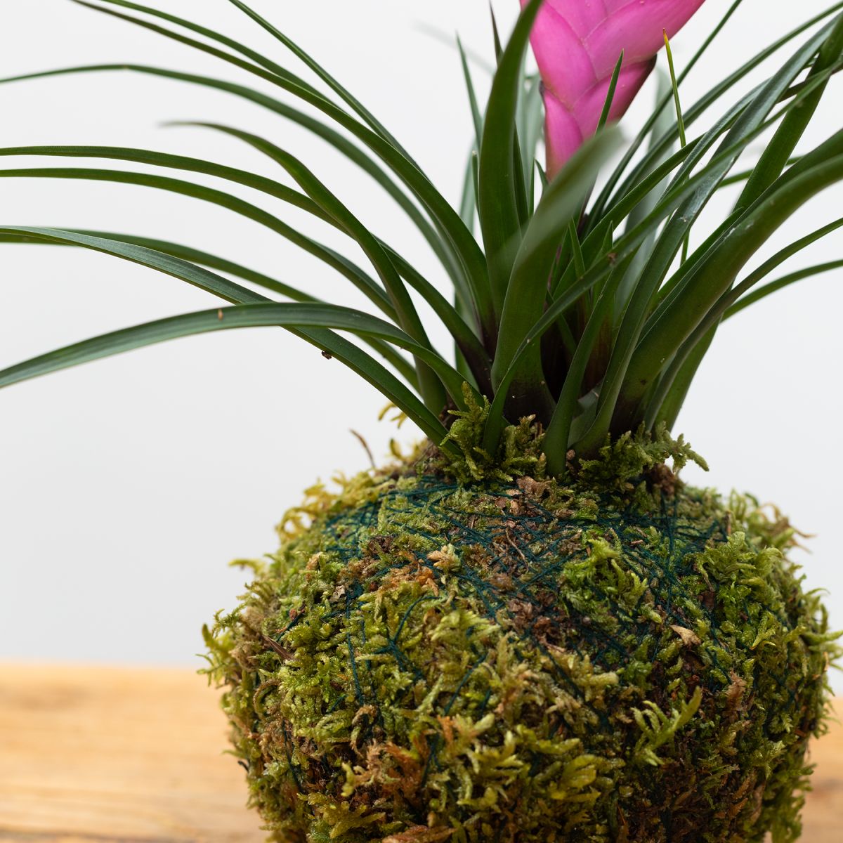 Kokedama Tillandsia 