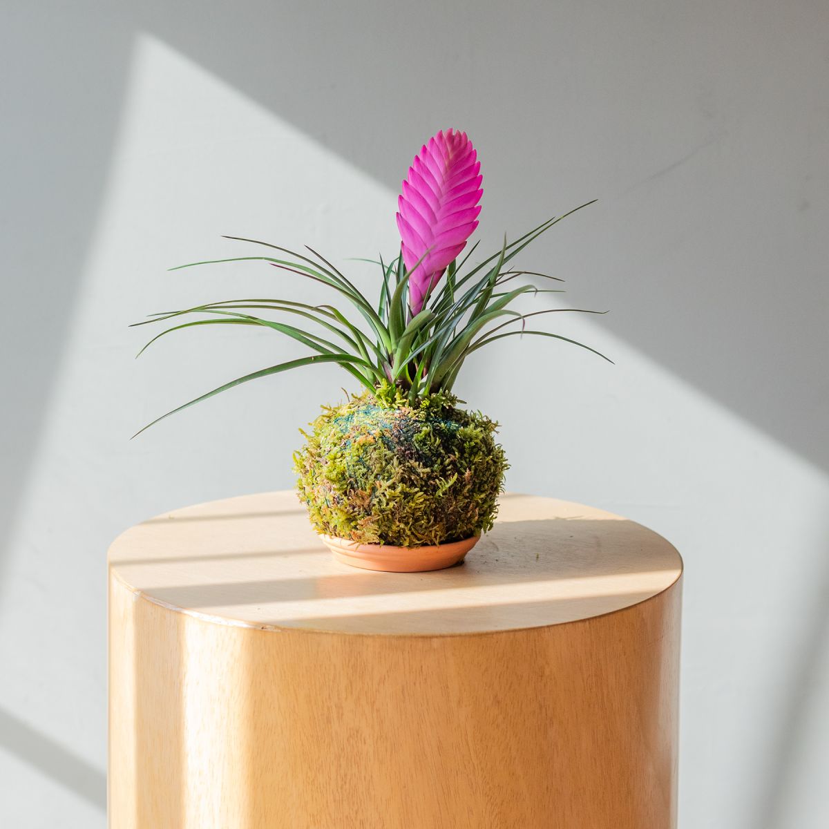 Kokedama Tillandsia 