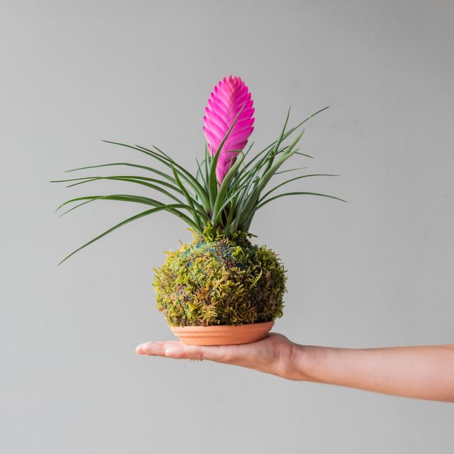 Kokedama Tillandsia 