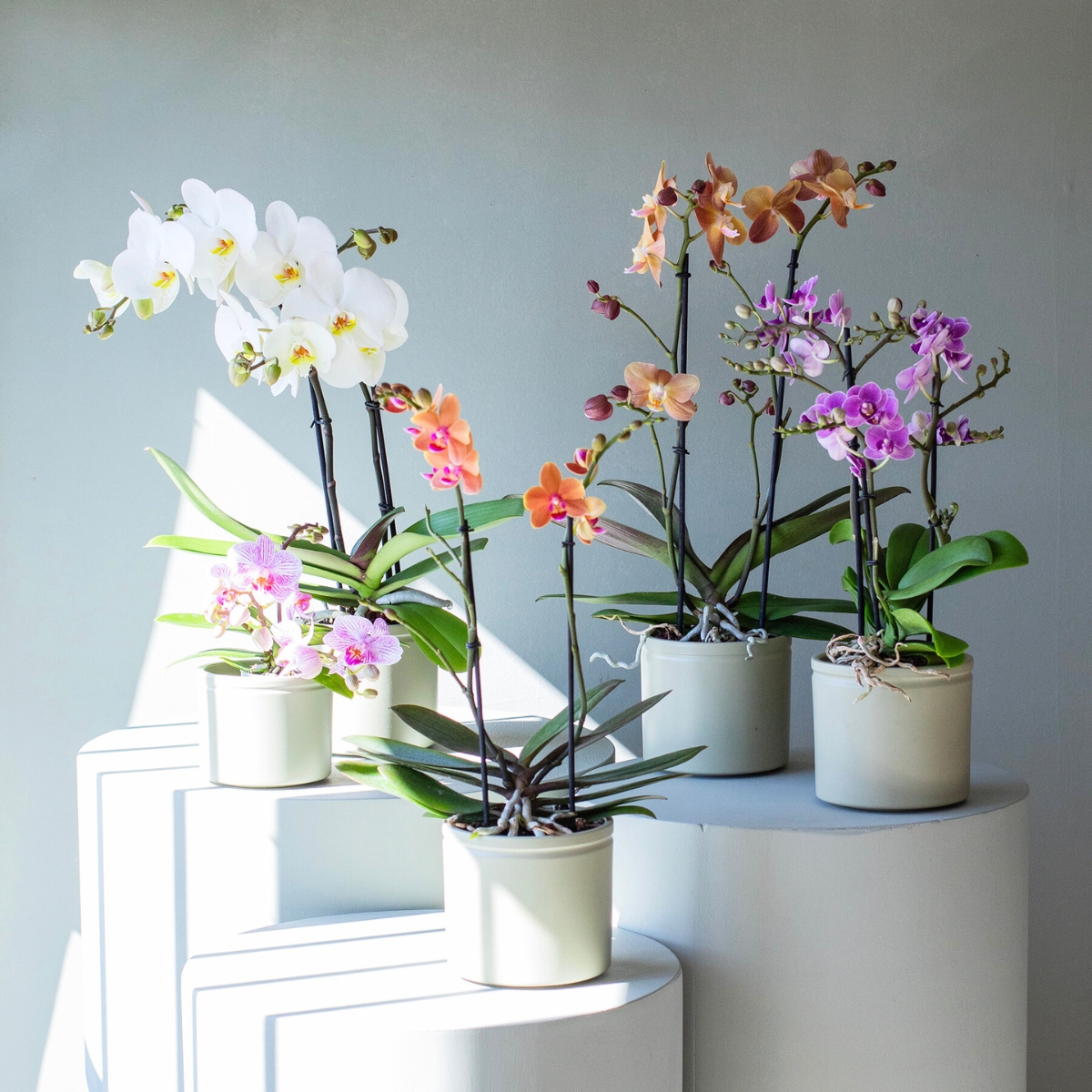 Selección de orquídeas