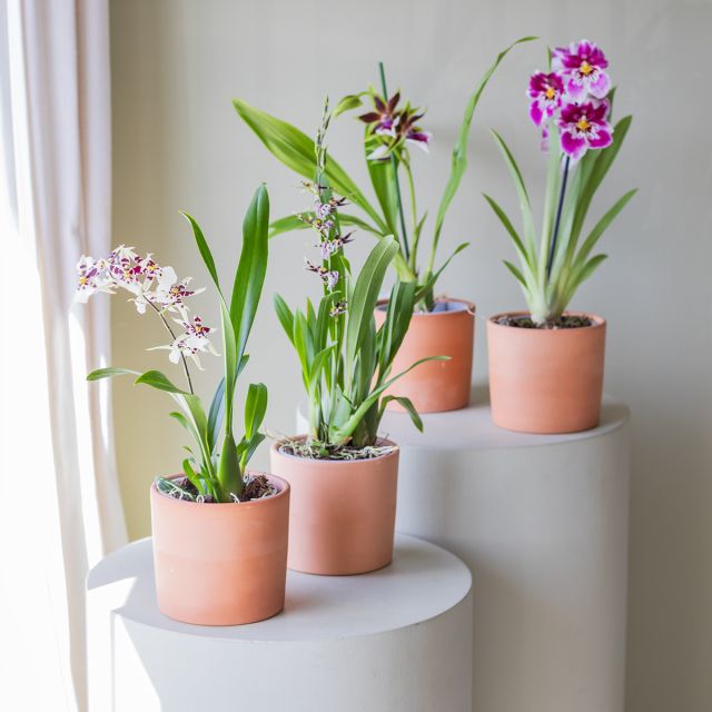 Orquídea Exótica Sorpresa