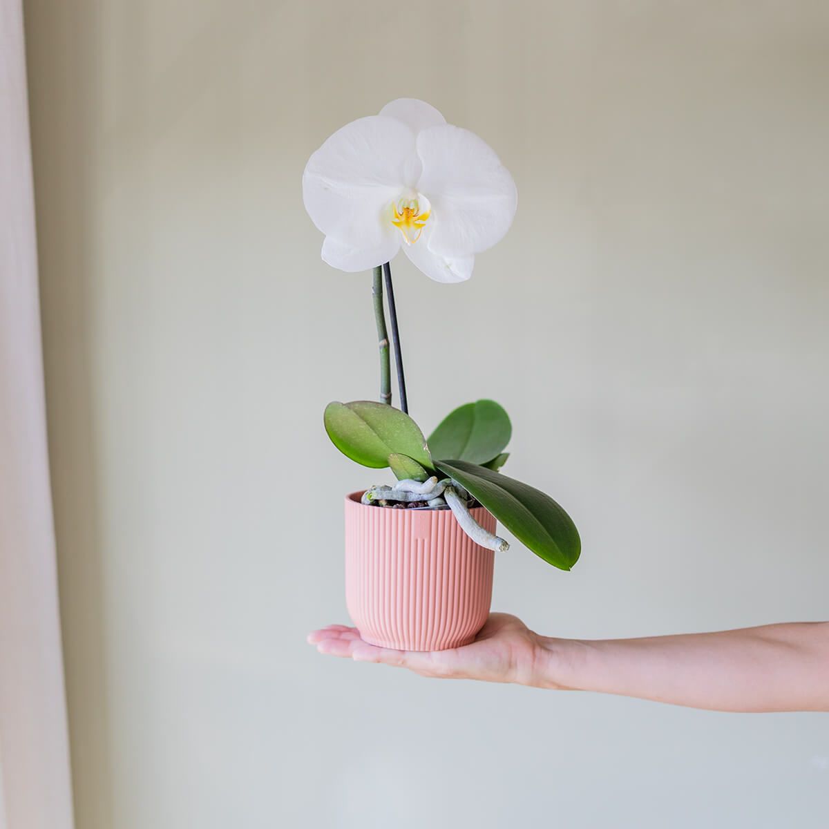 Orquídea Singolo Sorpresa