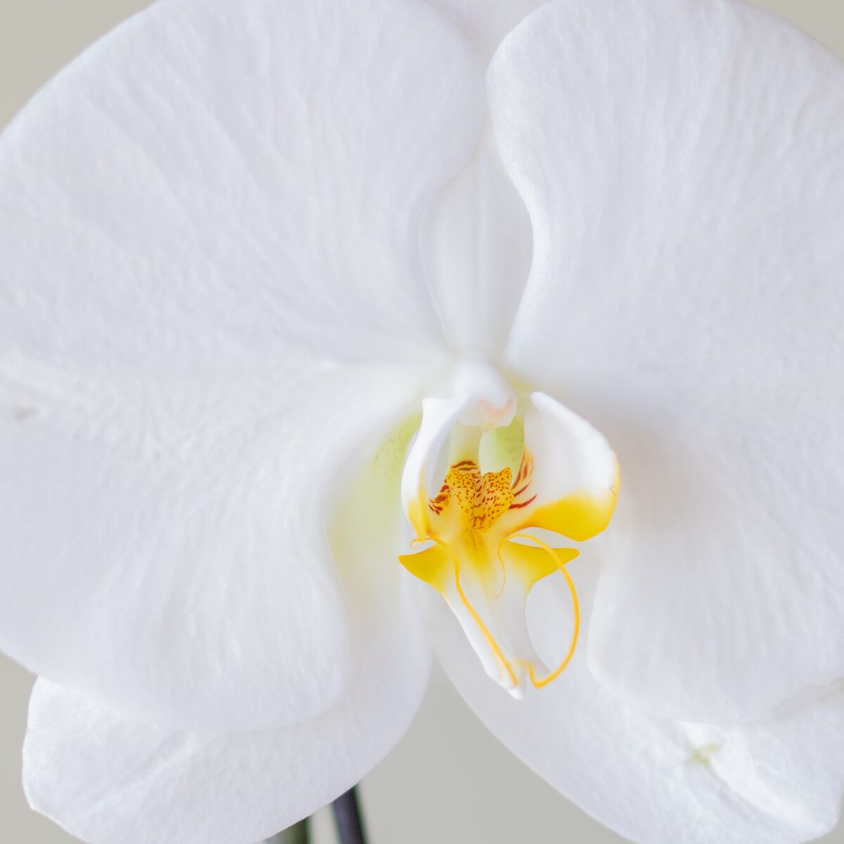 Orquídea Singolo Sorpresa