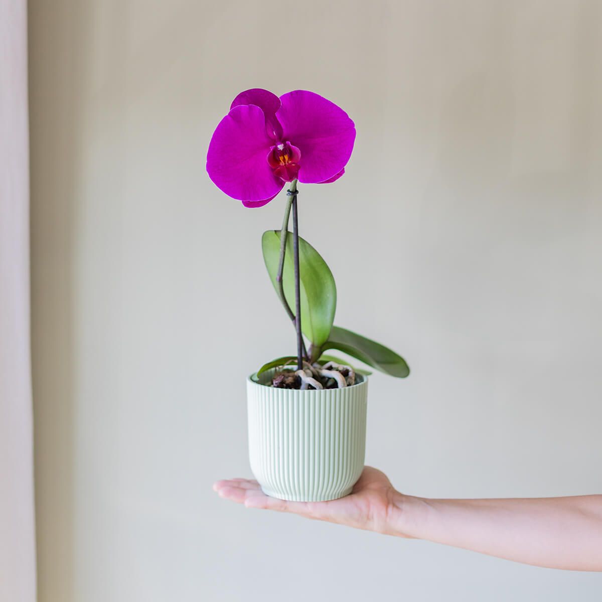 Orquídea Singolo Sorpresa