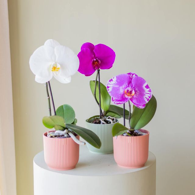 Orquídea Singolo Sorpresa