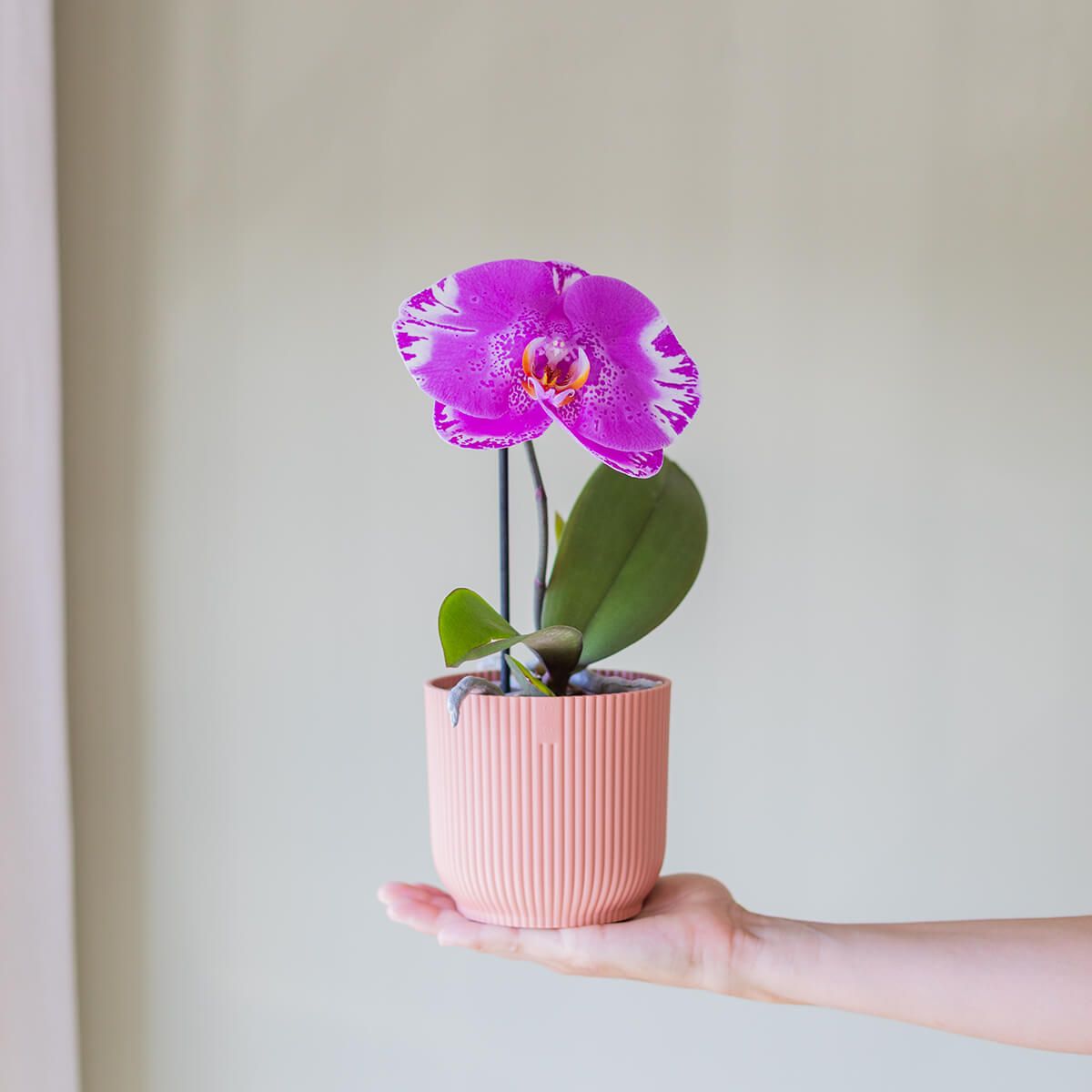 Orquídea Singolo Sorpresa