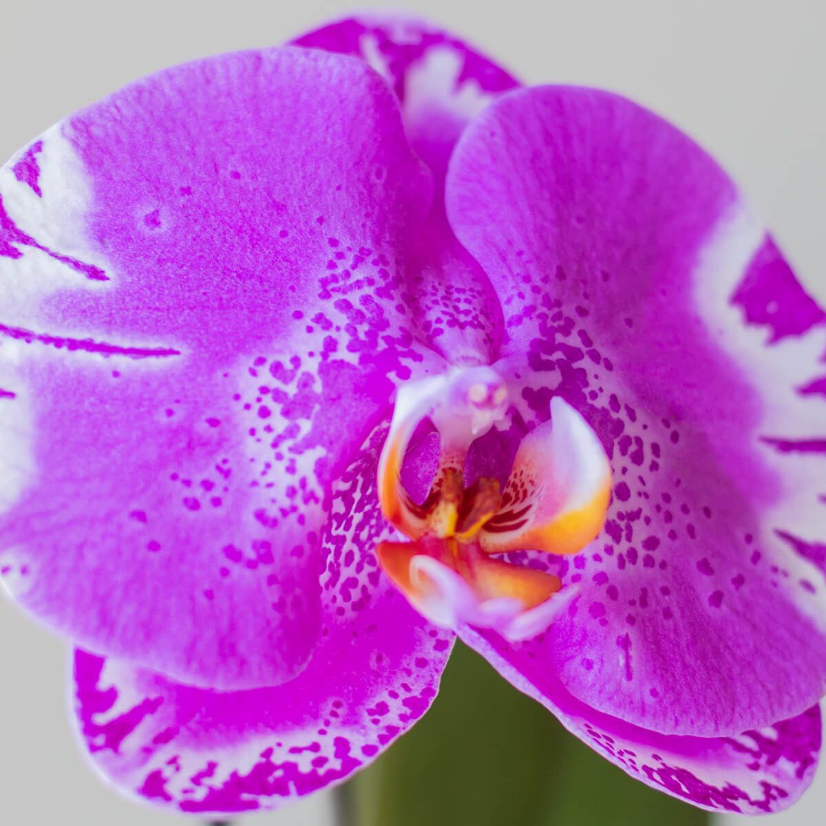 Orquídea Singolo Sorpresa