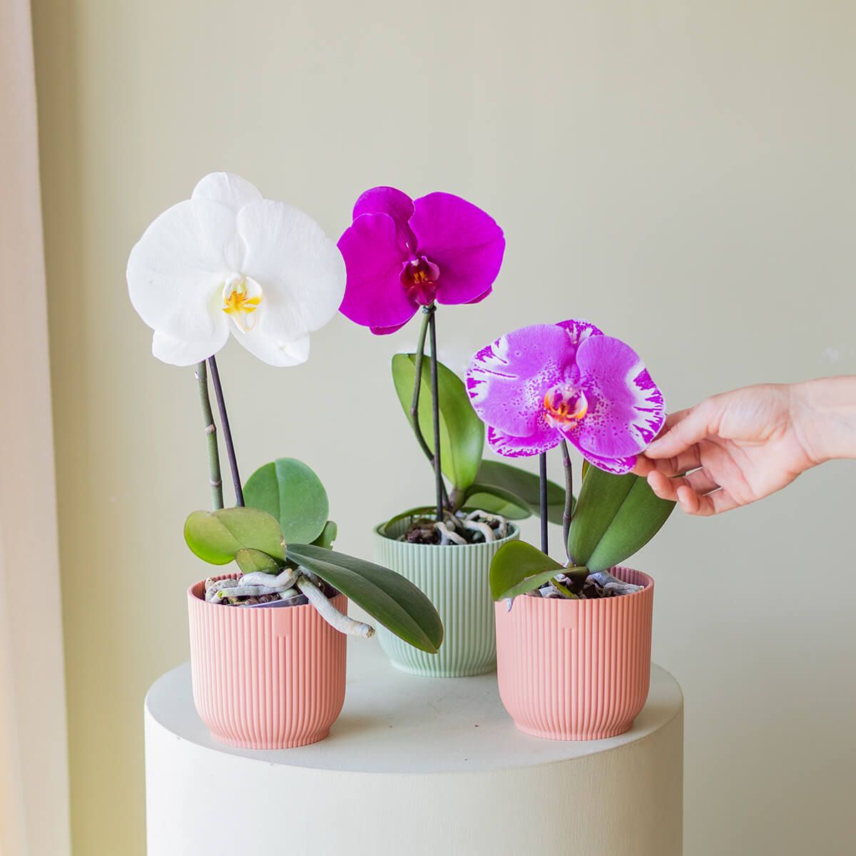 Orquídea Singolo Sorpresa