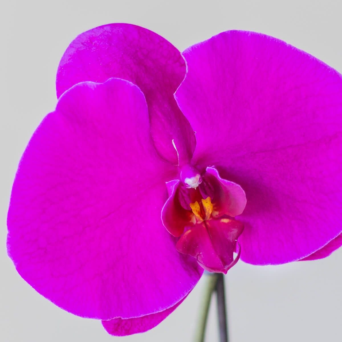 Orquídea Singolo Sorpresa