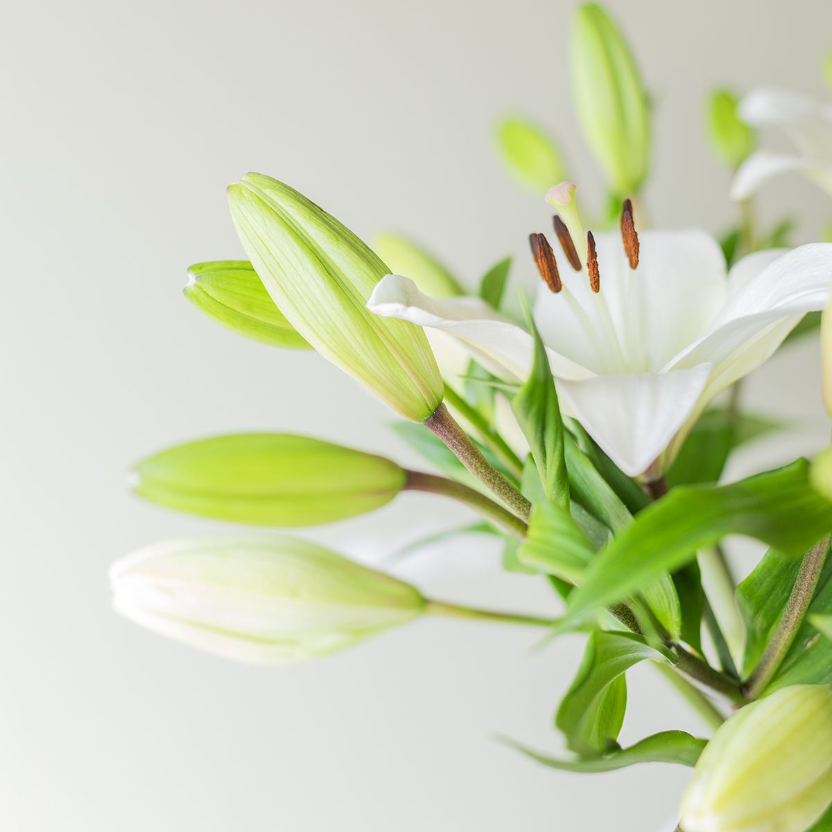 Pack Feliz Aniversario: Lirios con Jarrón y Tarjeta