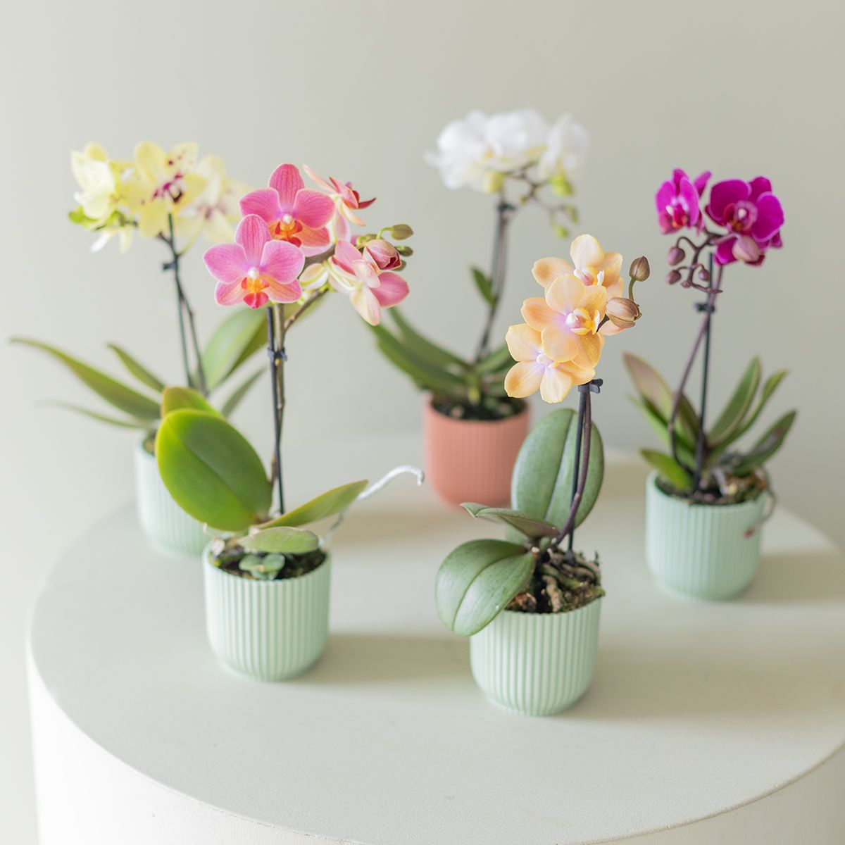 Pack Mini Orquídea Sorpresa con Chocolate y Tarjeta