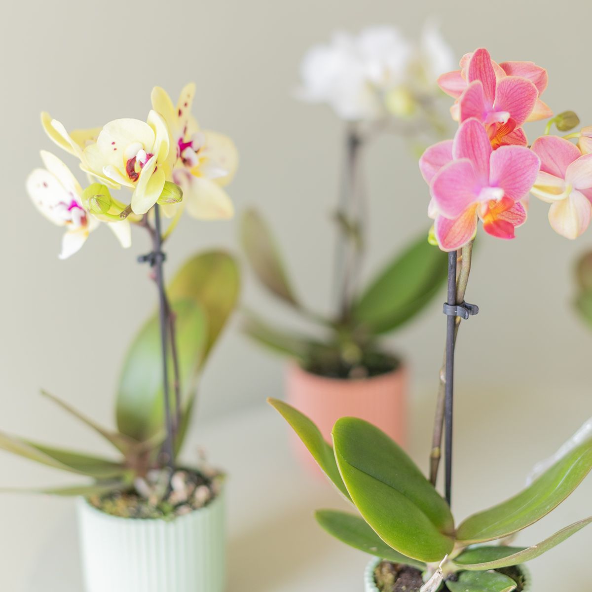 Pack Mini Orquídea Sorpresa con Chocolate y Tarjeta