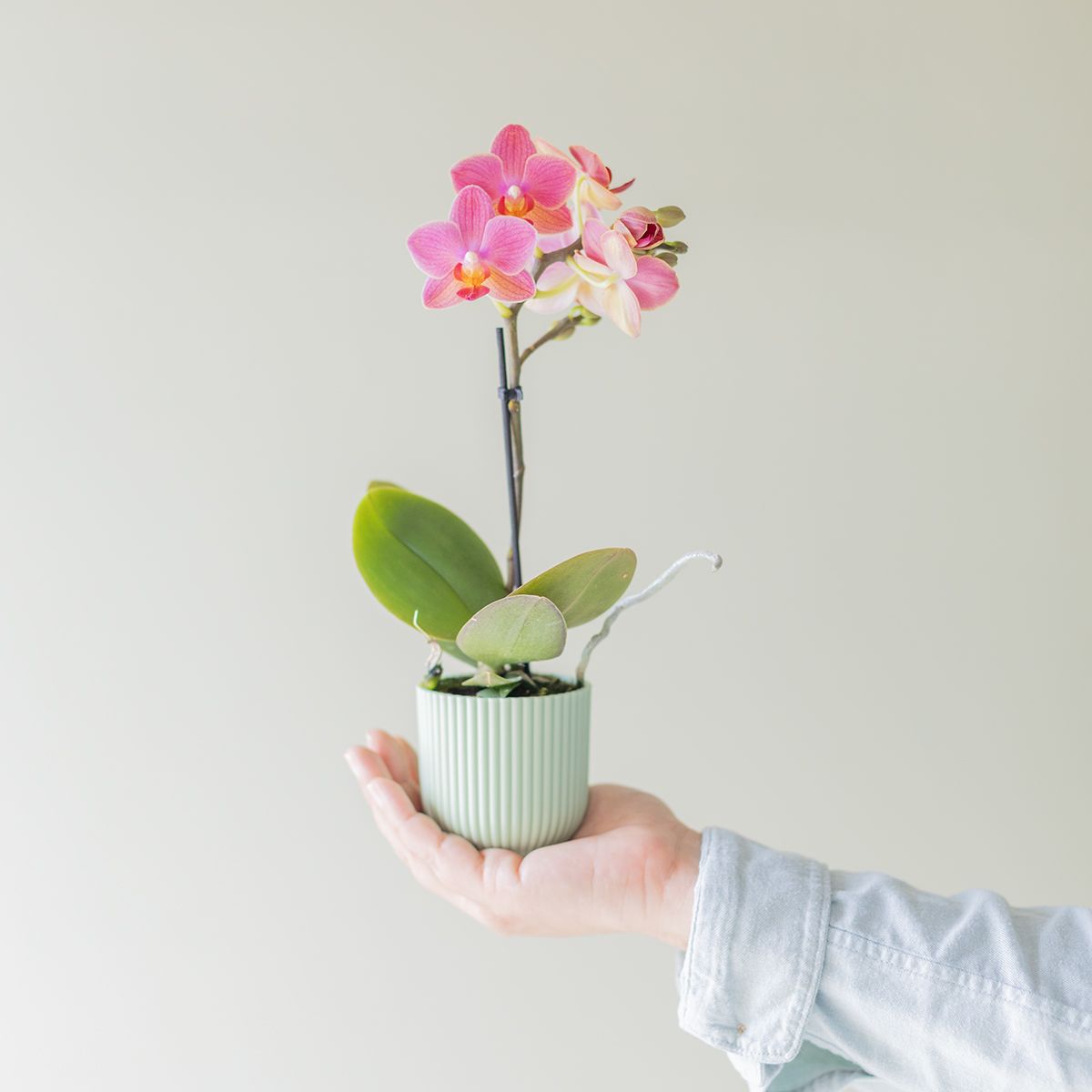 Pack Mini Orquídea Sorpresa con Chocolate y Tarjeta