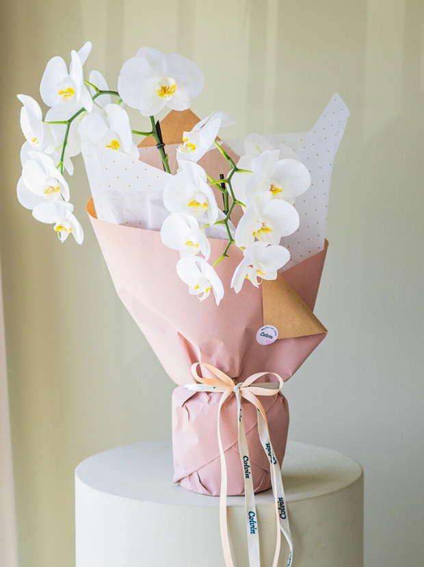 Plantas para regalar