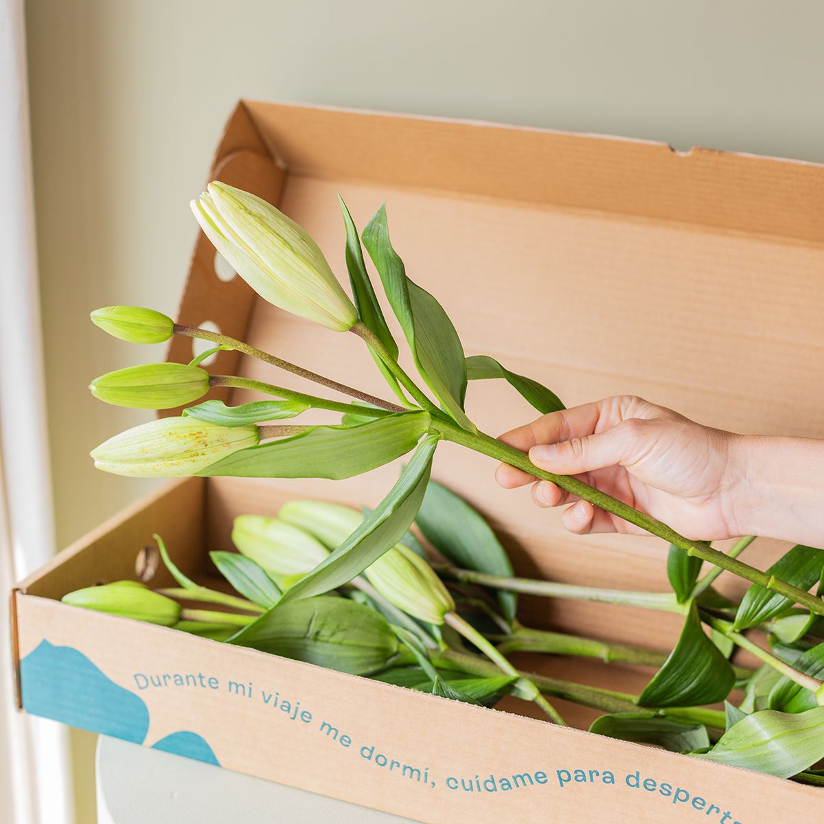 Selección de Lirios Amarillos