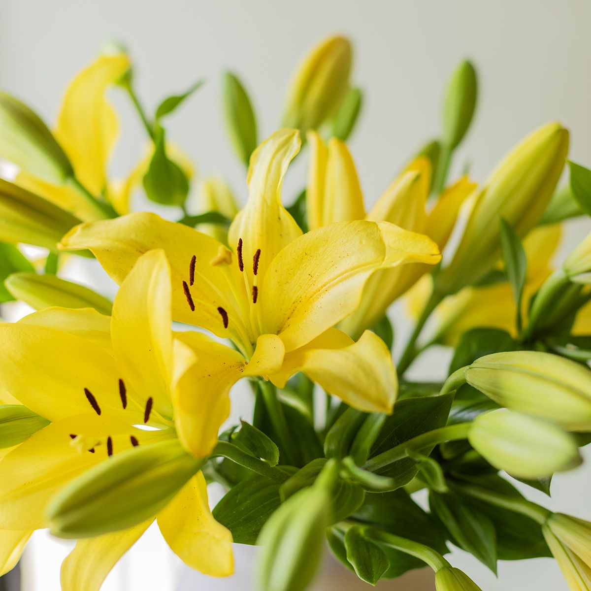 Selección de Lirios Amarillos