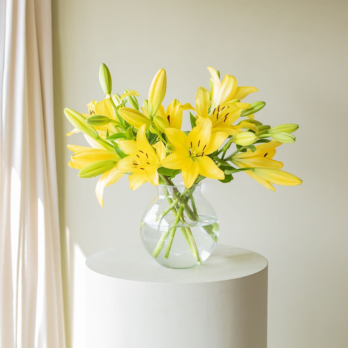 Selección de Lirios Amarillos